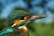 Foto: Kingfisher Kingfisher
