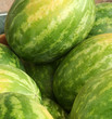 Seedless water melon