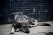 Sleeping dog