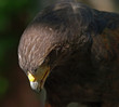 redwing hawk head