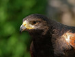 redwing hawk