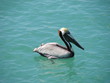 Pelican floating in the ocean