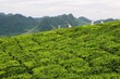 vietnam07-1165