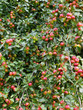 pommier