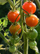 Tomaten