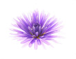 colorful asters