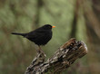 Amsel