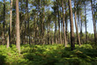 forêt des landes
