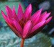 water lily