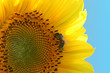 Gathering of nectar