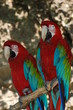 Photo: 2 red parrots 2 red parrots