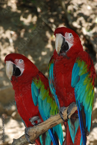 Photo: 2 red parrots 2 red parrots