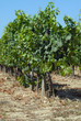 Rang de vigne Rang de vigne