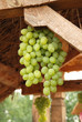 Green grapes