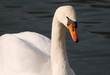 White swan