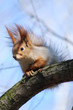 Squirell