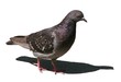 Pigeon biset Pigeon biset