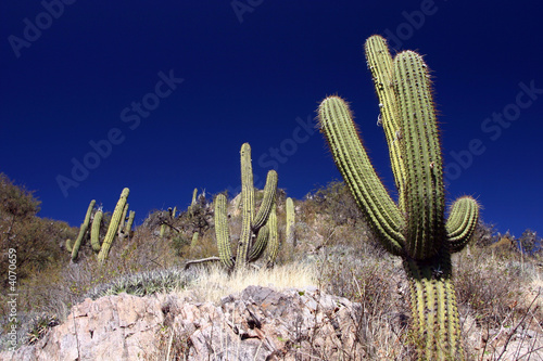 Cactus a san augustin de la vallée fertile Cactus a san augustin de la vallée fertile
