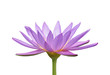 Fleur de nénuphar Fleur de nénuphar
