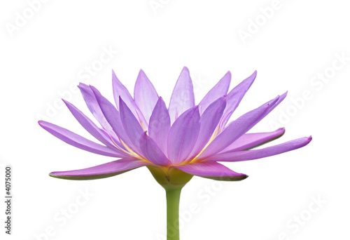 Fleur de nénuphar