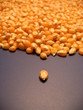 Corn