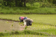 People working on the ricefields in laos