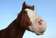 Foto: Grinsebacke Grinsebacke