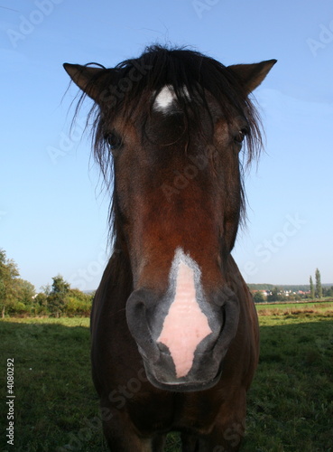 Foto: Pferdekopf Pferdekopf