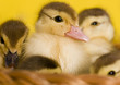 Small ducks in a basket