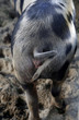 spotted pig