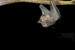 Bat Isolated on Black