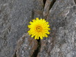 fiore