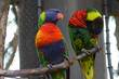 Colorful Captive Birds