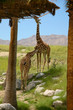 Giraffe 17
