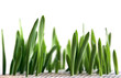 grass