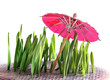 grass