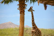 Giraffe 18