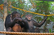 Chimpanzees