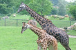 Giraffes