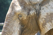 Close up of elephant