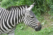 Zebra Head