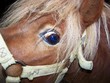 Pony