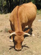 Vache mangeant
