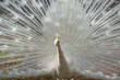 White peacock