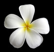 Fleur de frangipanier