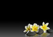 Fleur de frangipanier sur pierres