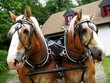 Les deux chevaux Les deux chevaux