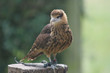 Yellow Headed Caracara