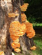 Foto: Baumpilz Baumpilz
