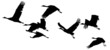 India, Flock of cranes at sunset 